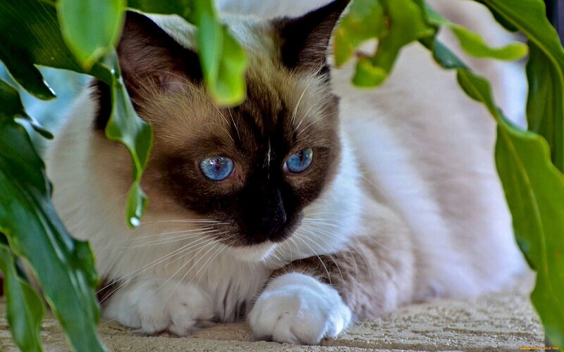 Ragdoll Cat under Leaves