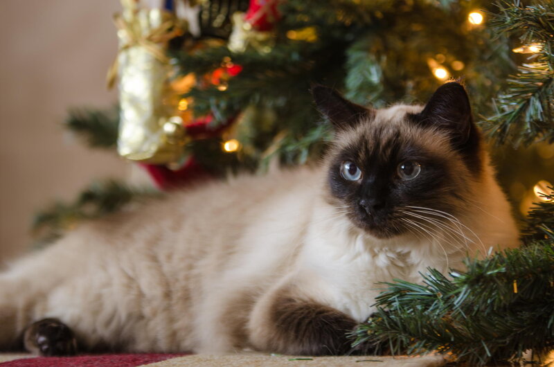Ragdoll Cat under Tree