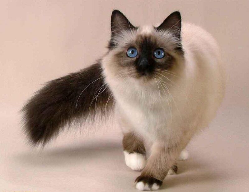 Ragdoll Cat Walking