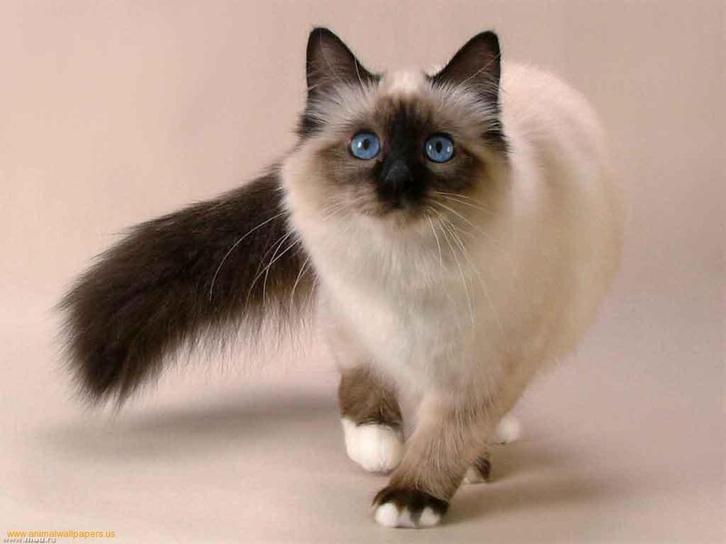 Ragdoll Cat Walking — White