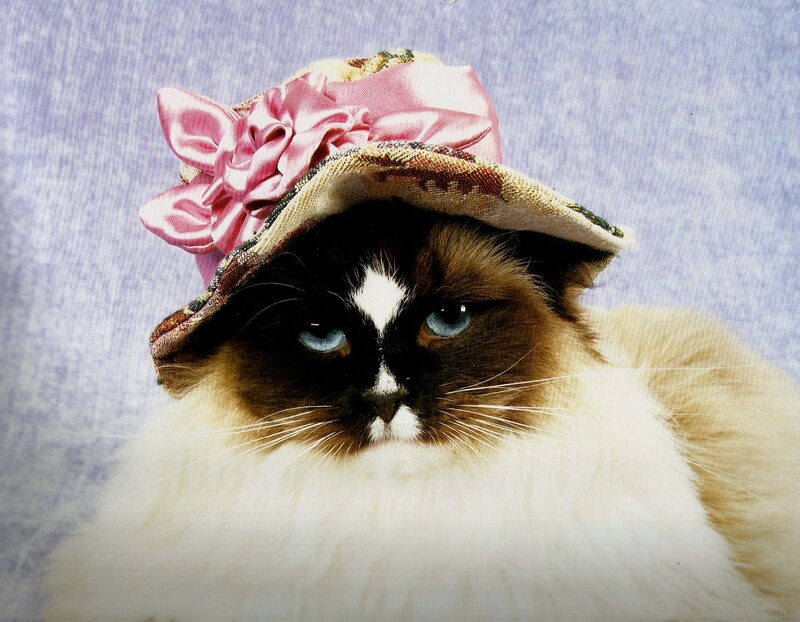 Ragdoll Cat Wearing Hat