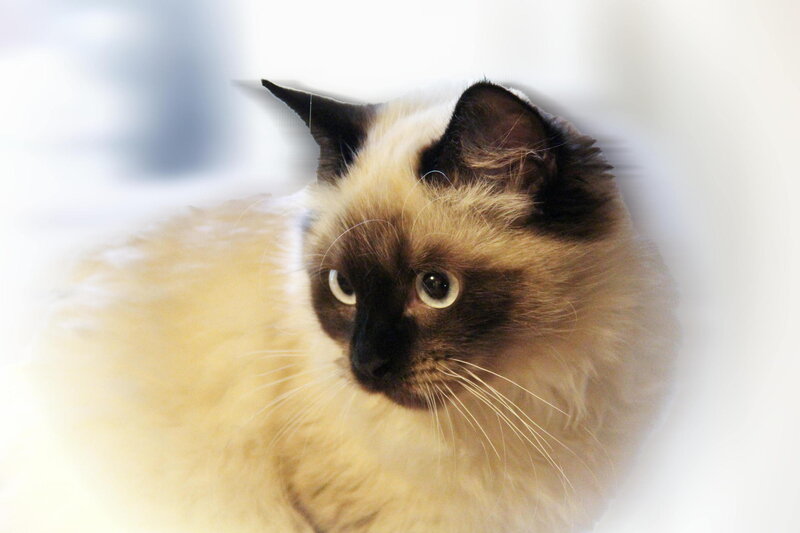 Ragdoll Cat — White