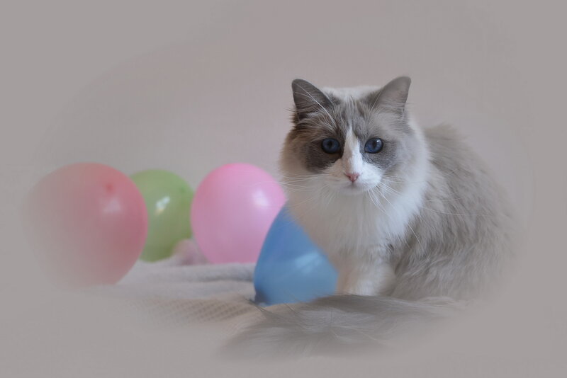 Ragdoll Cat with Balloons