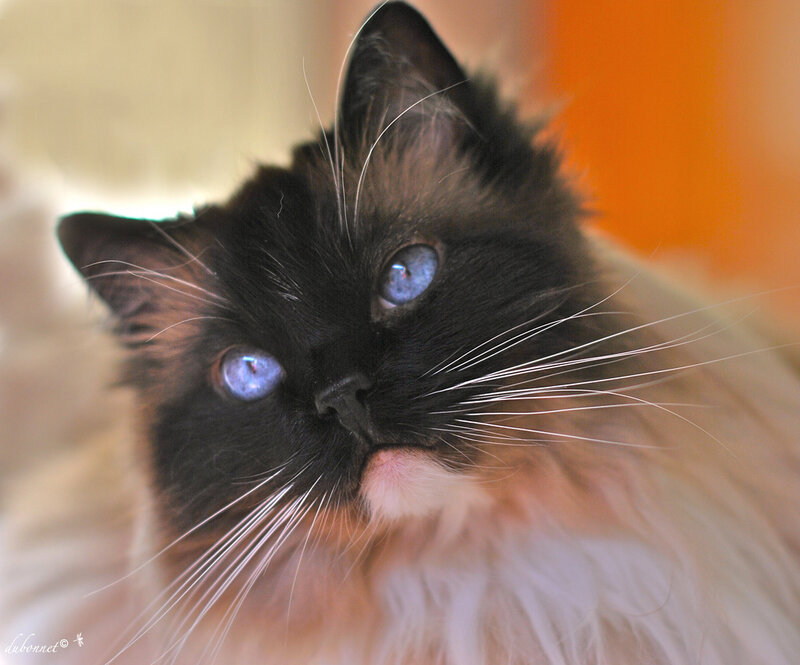 Ragdoll Cat with Blue Eyes — Black