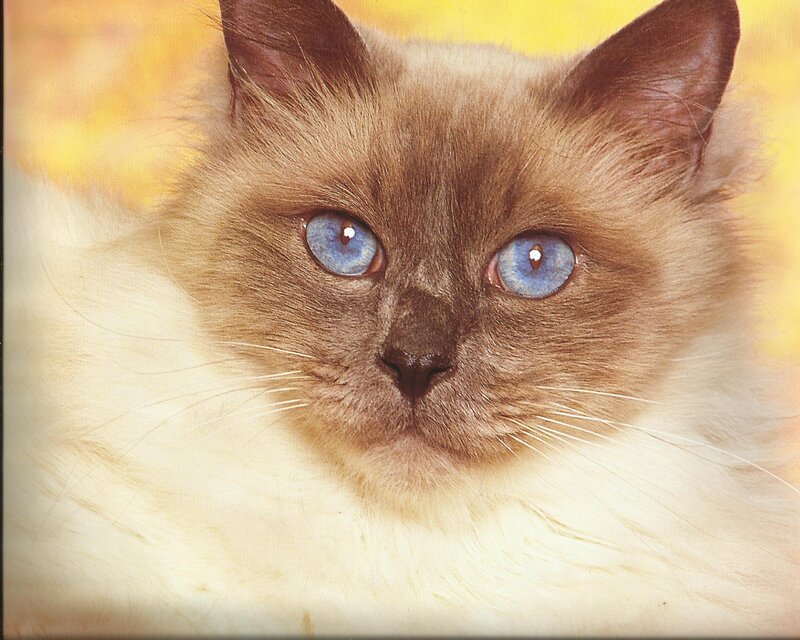 Ragdoll Cat with Blue Eyes — Brown
