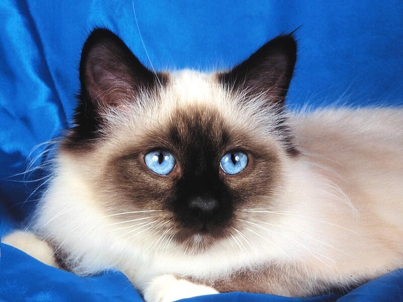 Ragdoll Cat with Blue Eyes — Calm