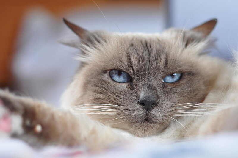 Ragdoll Cat with Blue Eyes — Gray