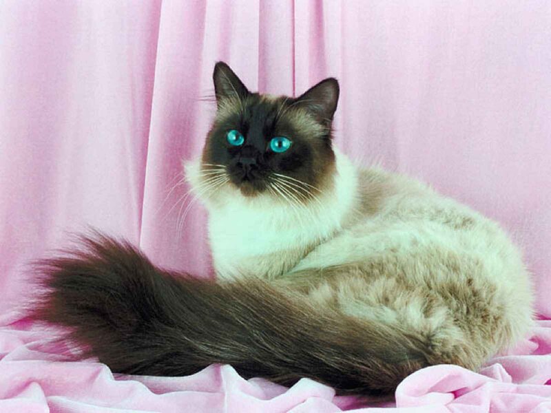Ragdoll Cat with Blue Eyes — Pink