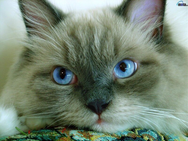 Ragdoll Cat with Blue Eyes