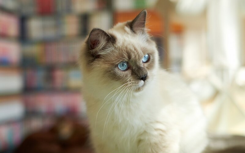 Ragdoll Cat with Blue Eyes — White, Calm, Afternoon