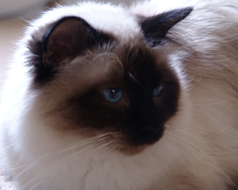 Ragdoll Cat with Blue Eyes — White, Calm, Photograph, Blue Eyes, Fluffy Fur