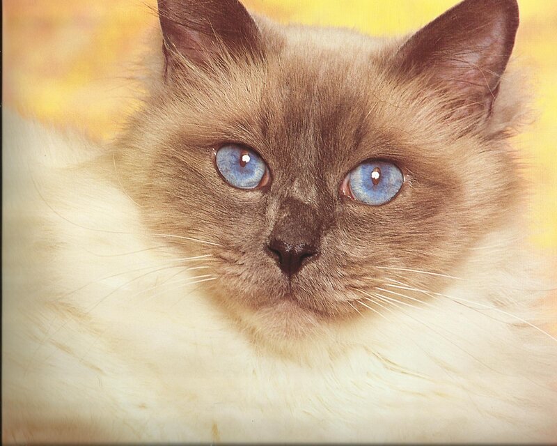 Ragdoll Cat with Blue Eyes — White, Calm, Photograph, Blue Eyes