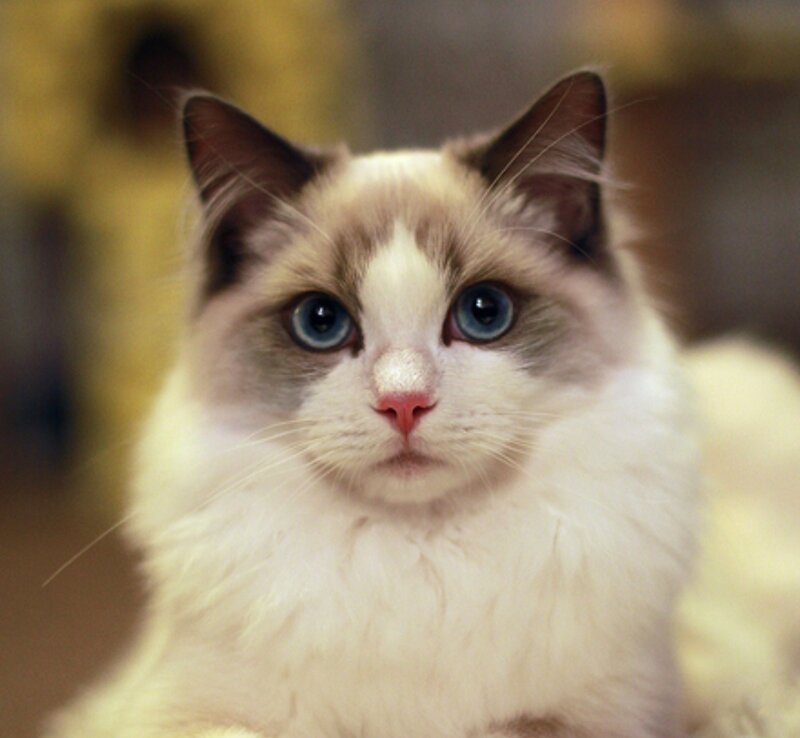Ragdoll Cat with Blue Eyes — White, Calm, Photograph, Blue Eyes, White Fur