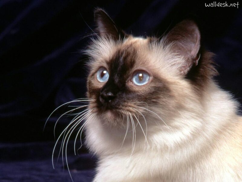 Ragdoll Cat with Blue Eyes — White, Calm, Photograph