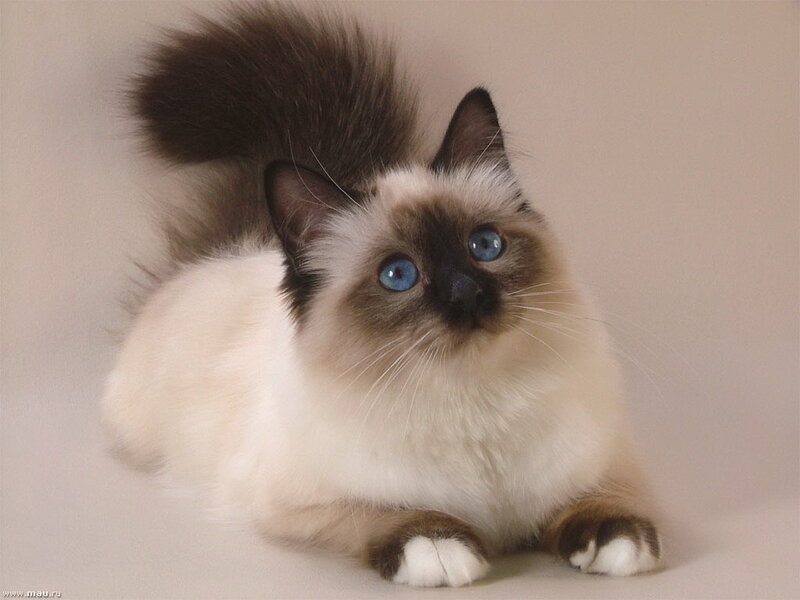 Ragdoll Cat with Blue Eyes — White, Calm