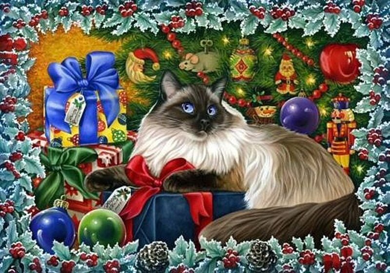 Ragdoll Cat with Gifts