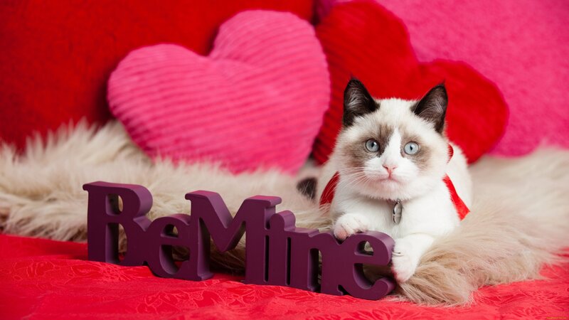 Ragdoll Cat with Hearts