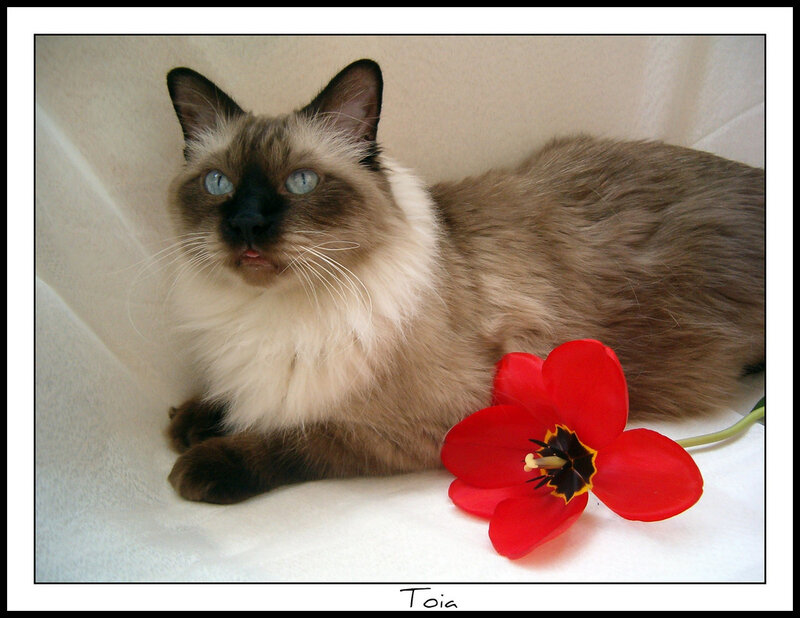 Ragdoll Cat with Tulip