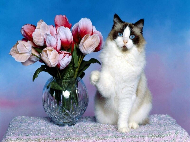 Ragdoll Cat with Tulips — Blue