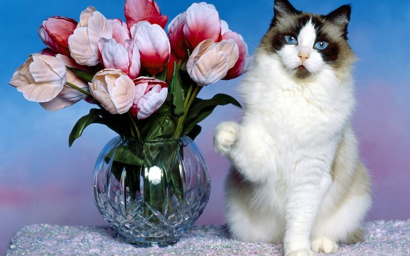 Ragdoll Cat with Tulips