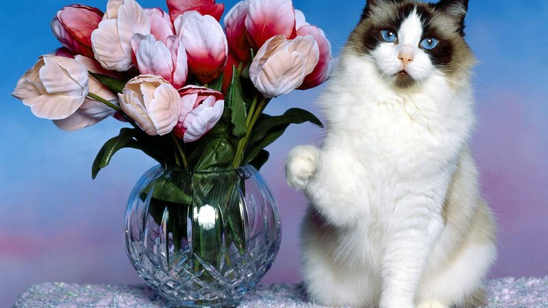 Ragdoll Cat with Tulips — White, Calm