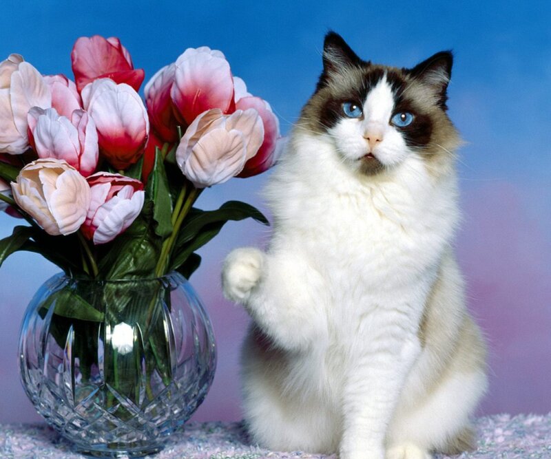 Ragdoll Cat with Tulips — White