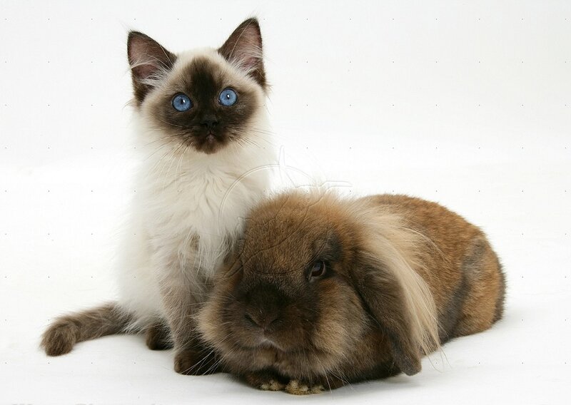 Ragdoll Kitten and Rabbit