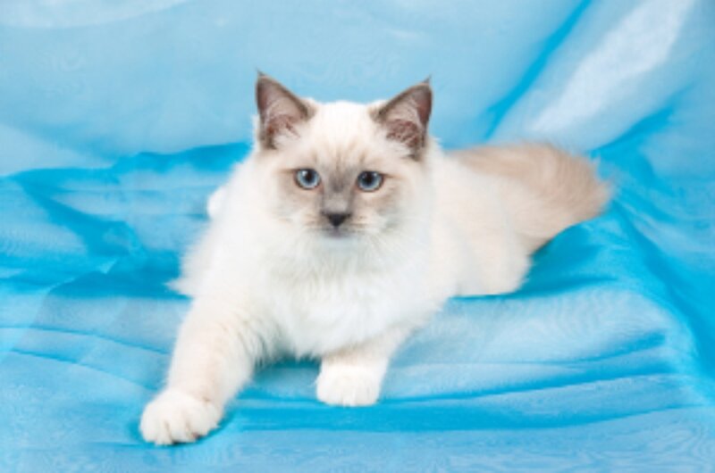 Ragdoll Kitten — Blue, Calm