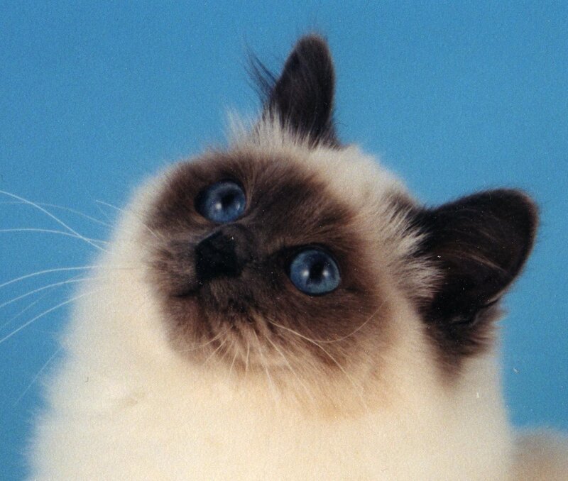 Ragdoll Kitten — Blue
