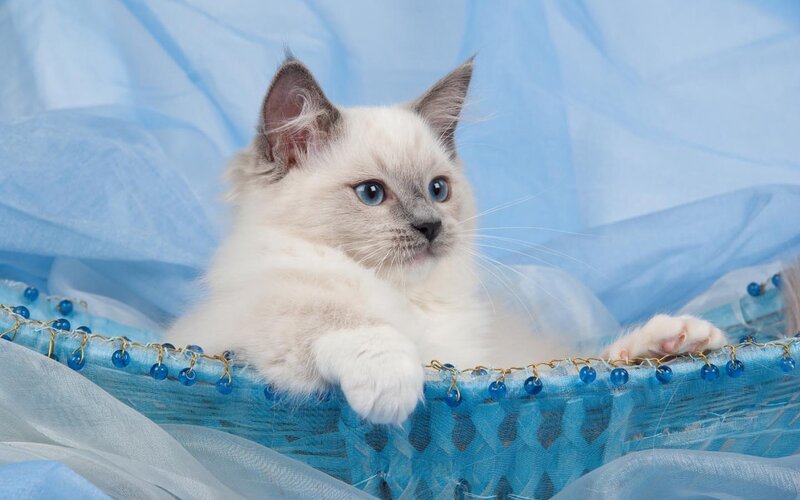 Ragdoll Kitten in Basket