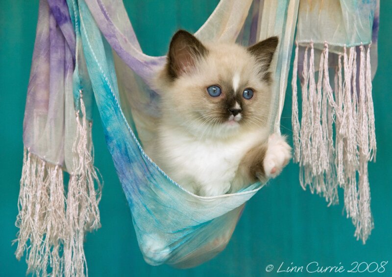Ragdoll Kitten in Hammock