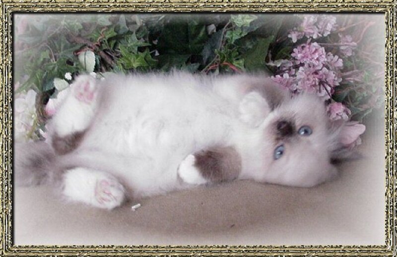 Ragdoll Kitten Lying Down