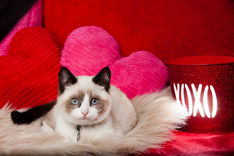 Ragdoll Kitten on Blanket