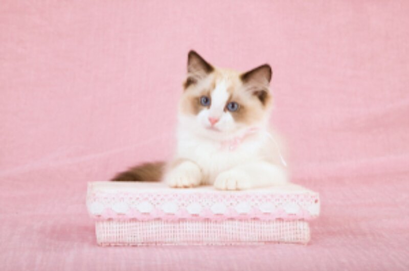 Ragdoll Kitten on Box