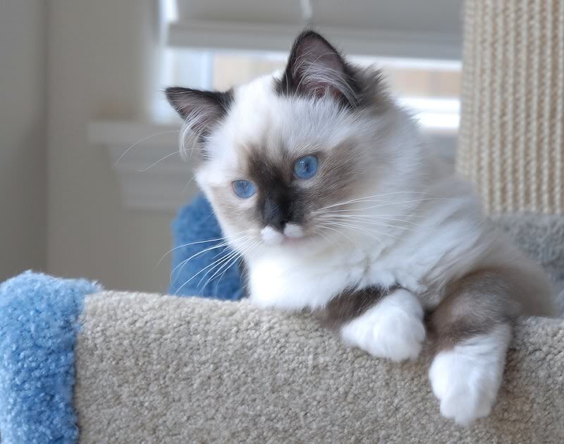 Ragdoll Kitten on Cat Tree