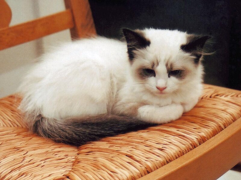 Ragdoll Kitten on Chair