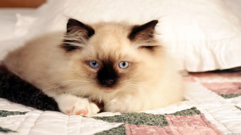 Ragdoll Kitten on Quilt — White