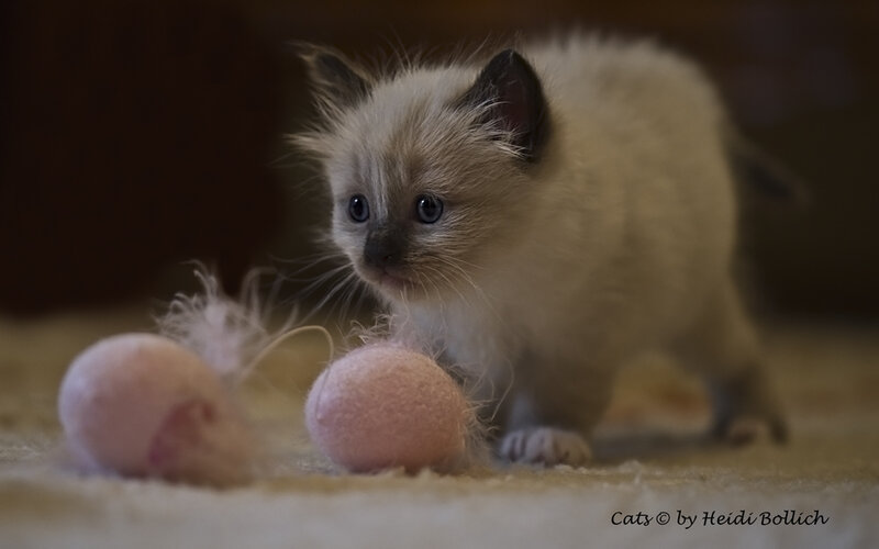 Ragdoll Kitten Playing