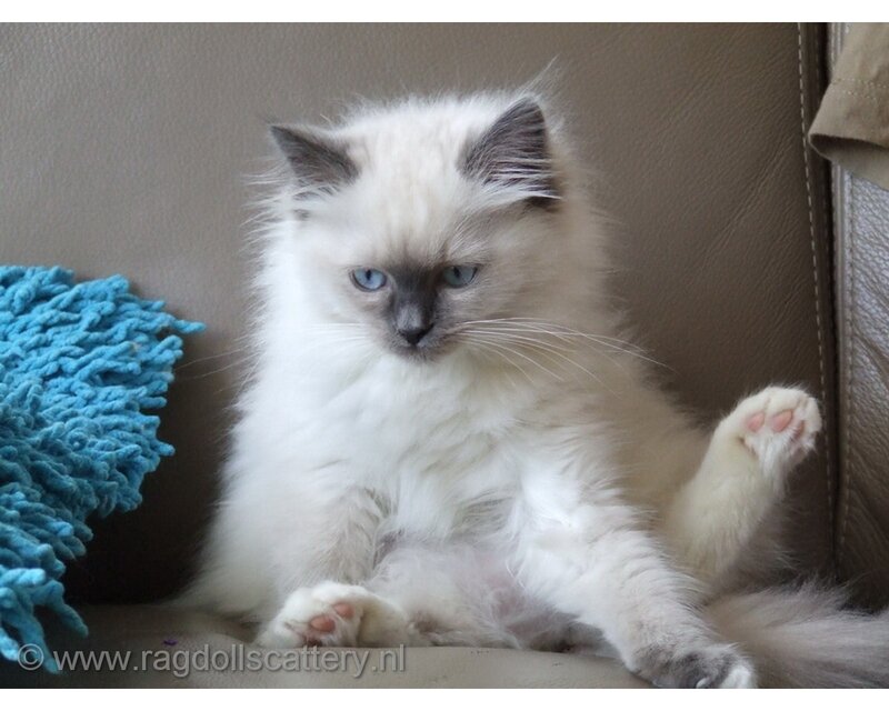 Ragdoll Kitten Sitting