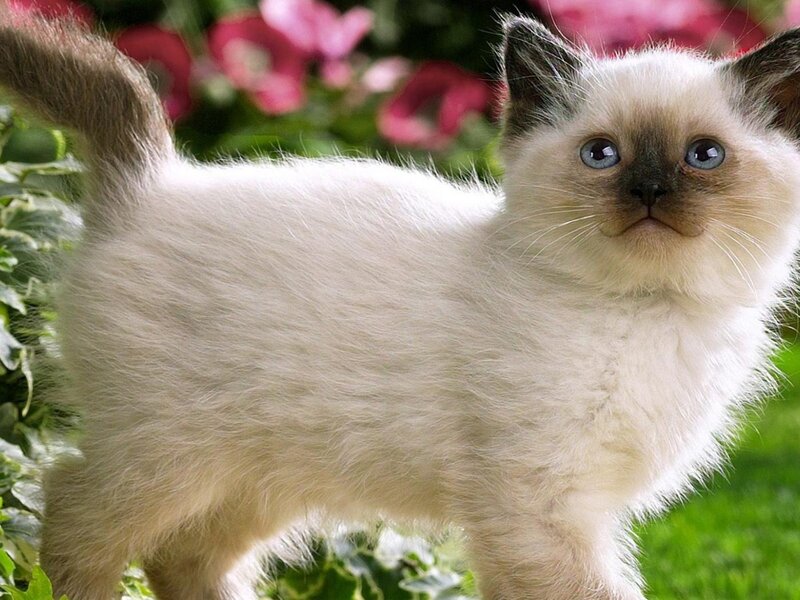 Ragdoll Kitten Standing