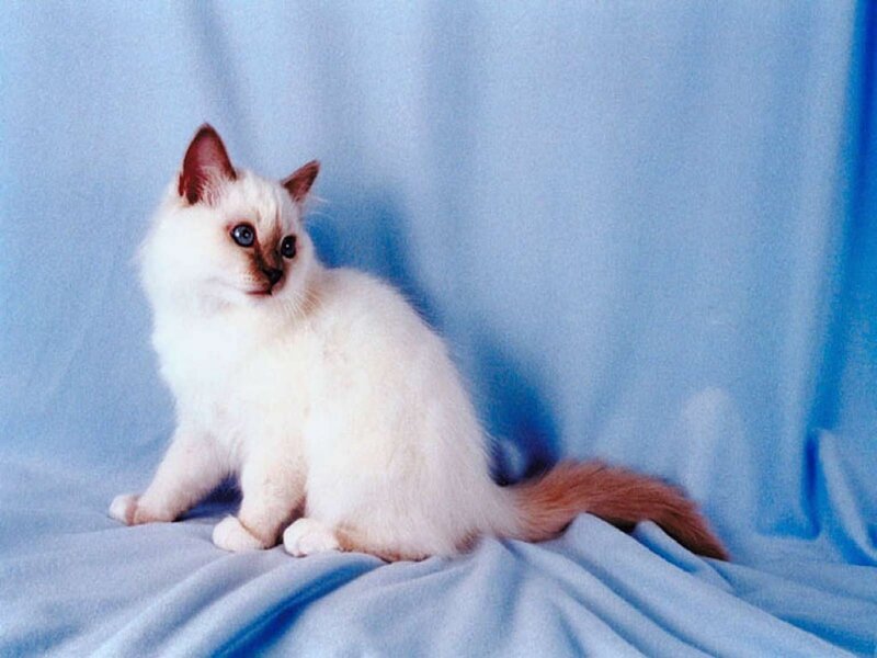 Ragdoll Kitten