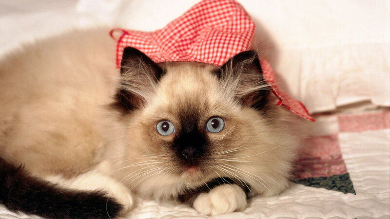 Ragdoll Kitten Wearing Hat