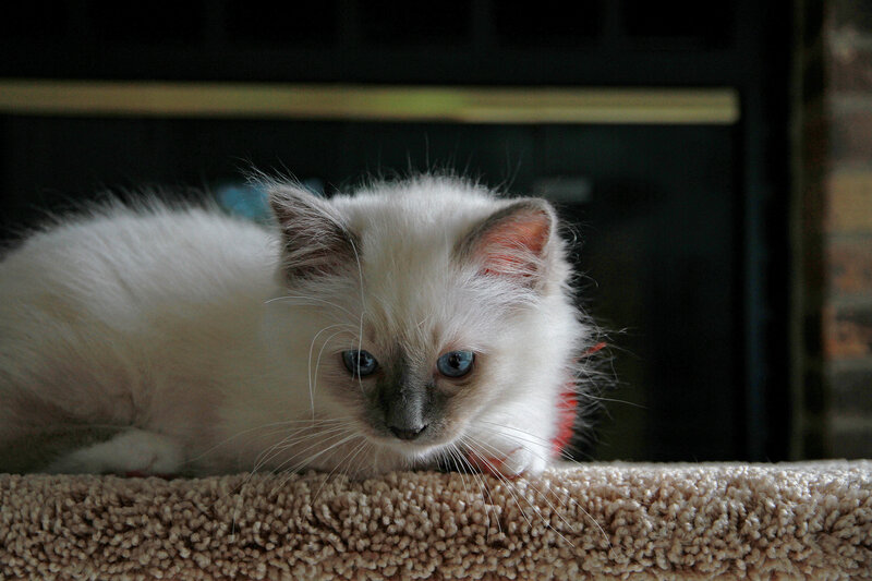 Ragdoll Kitten — White, Calm, Photograph, Carpet