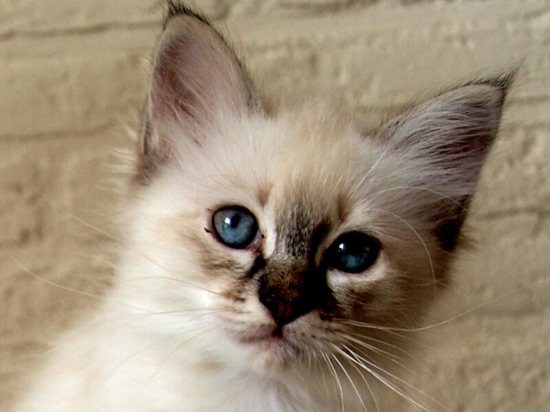Ragdoll Kitten — White, Calm, Photograph