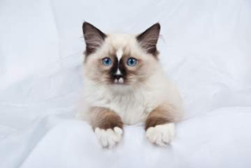 Ragdoll Kitten — White, Calm, Photograph, White Blanket