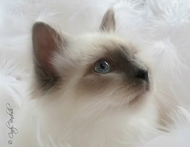 Ragdoll Kitten — White, Calm, Photograph, White Fur