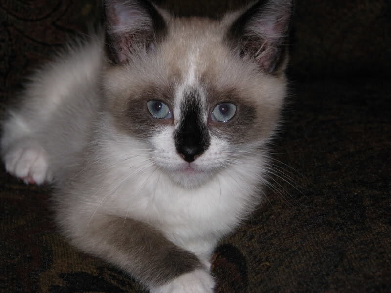 Ragdoll Kitten — White, Calm