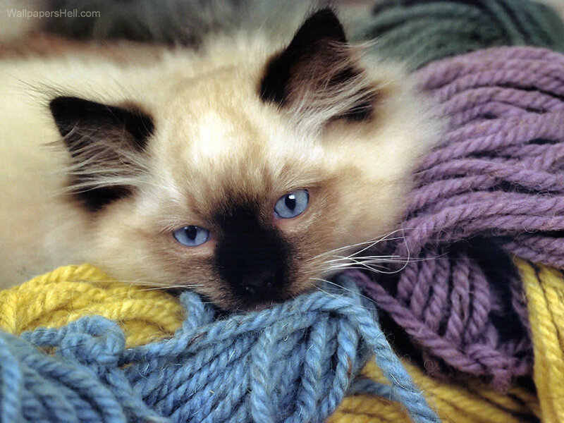 Ragdoll Kitten — White