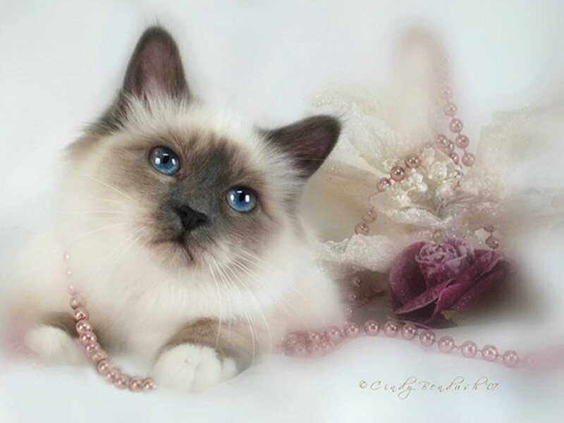 Ragdoll Kitten with Blue Eyes