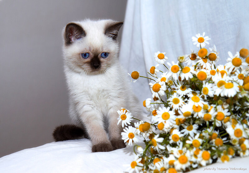 Ragdoll Kitten with Flowers